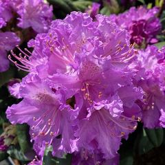 Paarse rhododendron kopen