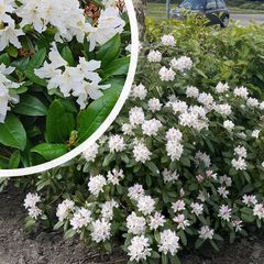 Groenblijvende struik - Rhododendron 'Cunningham's White'