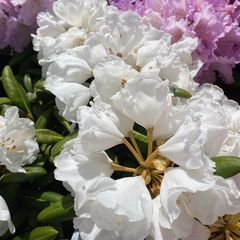 Rhododendron 'Edelweiss' witte bloemen