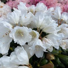 Rododendron - Rhododendron 'Edelweiss'