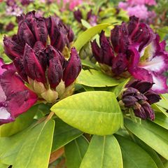 Rododendron - Rhododendron 'Pushy Purple'