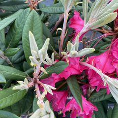 Rododendron - Rhododendron hybride 'Rot'