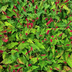 Tuinplanten rood bloeien duizendknoop borders