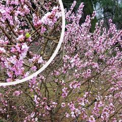 Roter Pfefferbaum - Daphne mezereum 'Rubra' in Blüte
