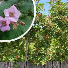 Sierbraam - Rubus odoratus