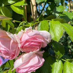 Struik/klimroos Rosa 'Eden Rose' 