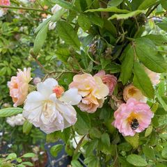 Rosa 'Ghislaine de Féligonde' in bloei