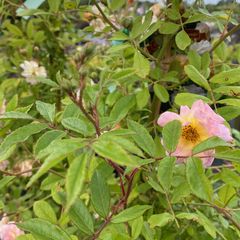 Klimroos - Rosa 'Ghislaine de Féligonde'