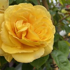 Bloei Klimroos - Rosa 'Sommergold'