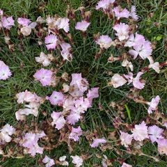 Rotsanjer - Dianthus gratianopolitanus 'La Bourboule'