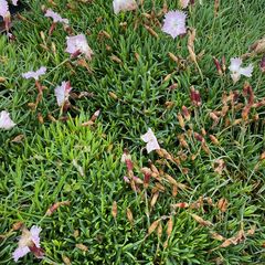 Dianthus gratianopolitanus 'La Bourboule'