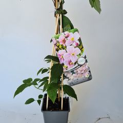 klimplanten roze bloeiende tuinplanten borderpakket