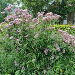 Koninginnenkruid - Eupatorium maculatum