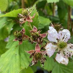 Doornloze braam - Rubus fruticosus 'Black Satin' na de bloei