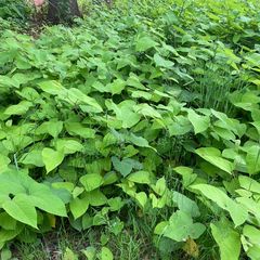 Sachalinse duizendknoop - Fallopia sachalinensis