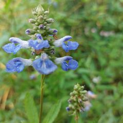 Bloei Salie - Salvia Uliginosa