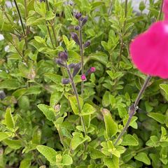 Tuinplant Salie - Salvia 'Vevina' 