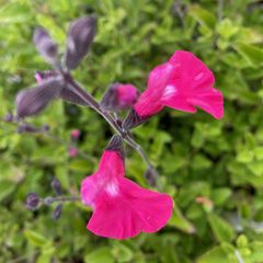 Salie - Salvia 'Vevina'