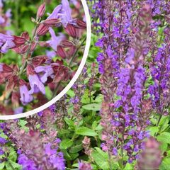 Salie - Salvia x sylvestris 'Mainacht' bloeiwijze