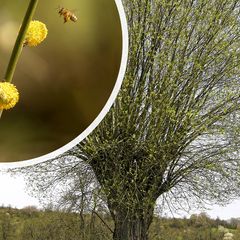 Weiße Weide - Salix Alba Pollard-Weide und blühende