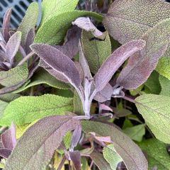 Die Blätter sind rotbraun/violett-grau gefärbt