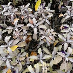 Gewöhnlicher Salbei - Salvia officinalis 'Purpurascens' (Herbst)