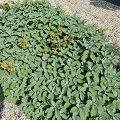 Salvia eetbare tuinplanten