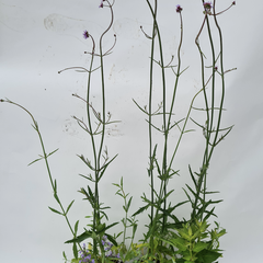 prairietuinplanten borderpakket kant en klaar tuinen paars