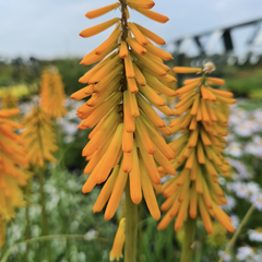 Vuurpijl tuinplanten border