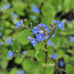 Bodembedekkers met blauwe bloemen