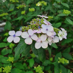 hortensia bloemen en bloei knoppen