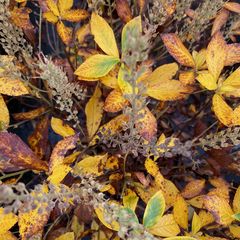 Clethra alnifolia 'Hummingbird' in de herfst