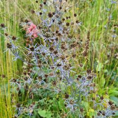 Kruisdistel in bloei