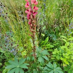 Lupine 'The Chatelaine'in bloei