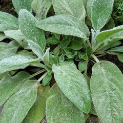 zilverkleurig stachysblad