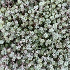 Sedum-spathulifolium-Cape-Blanco.jpg