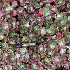 Vetkruid - Sedum spathulifolium 'Purpureum'