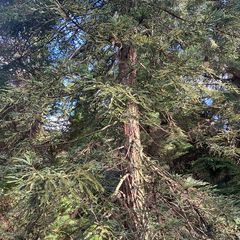 Mammoetboom - Sequoia sempervirens 'Adpressa'