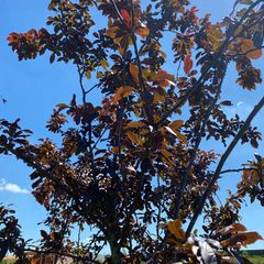 Sierappel - Malus 'Mokum' is een compacte boom