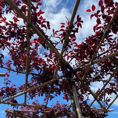 Sierpruim Dakboom - Prunus cerasifera Nigra