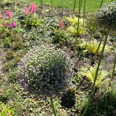 Sierui - Allium 'Ambassador'