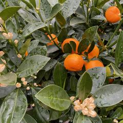 Citrus mitis 'Calamondin' - Sinaasappels