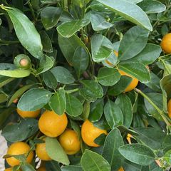 Sinaasappelboom - Citrus mitis 'Calamondin'