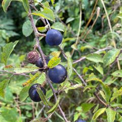 Bessen van de Sleedoorn - Prunus spinosa