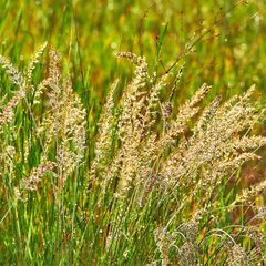 Smal fakkelgras - Koeleria macrantha, inheems