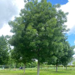 Smalbladige es - Fraxinus angustifolia