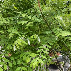 Honingboom - Sophora japonica - meerstammig