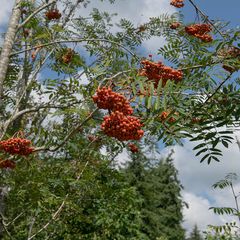 Lijsterbes - Sorbus aucuparia 'Edulis'