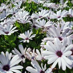 Spaanse margriet - Osteospermum 'Asti white'