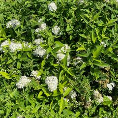 Struikspirea - Spiraea japonica 'Albiflora' in bloei